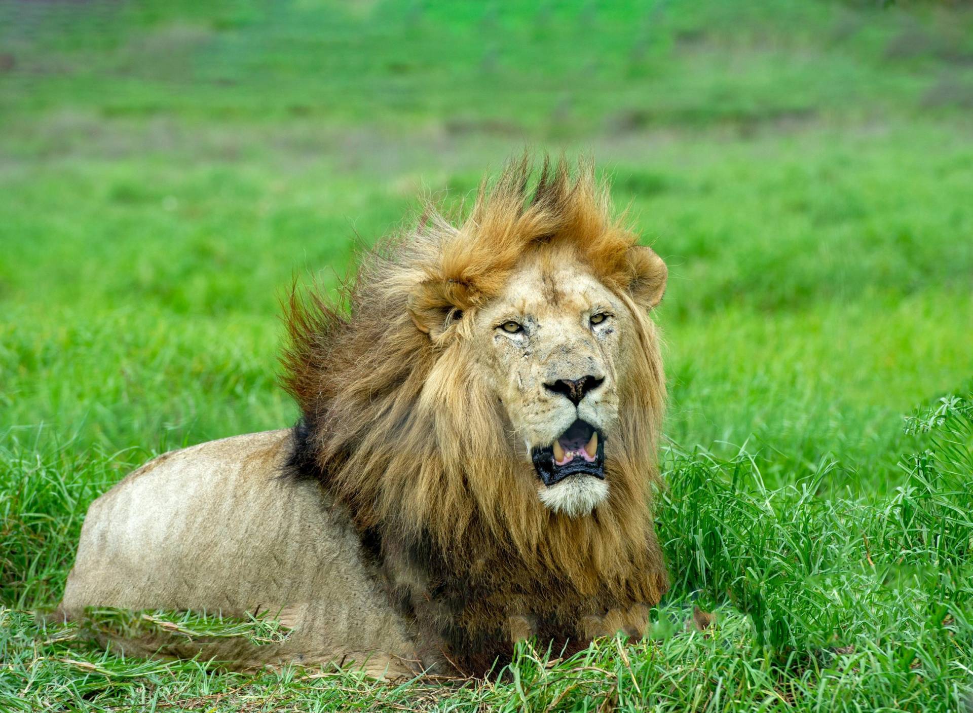 Powerful Asiatic lion strolling in Sasan Gir, displaying the wildlife of India.