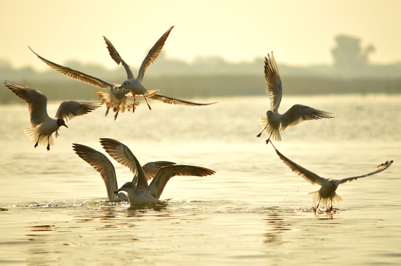 seagull, gujarat birds, indian sea gull, yellow sea, yellow birds, yellow ocean